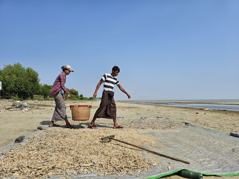 ဖျာပုံမြို့နယ် ဒေါ်ညိမ်းကျေးရွာအုပ်စု၊ ဗန္ဒာပင်ကျေးရွာရှိ ဂျွန်းပိုက်လုပ်ငန်းမှရရှိသည့် ကြက်စာ ငါး၊ ပုစွန်များအား နေလှန်းနေသည့်မြင်ကွင်းကို ၂၀၂၃ ခုနှစ် ဒီဇင်ဘာလ ၁၃ ရက်နေ့က တွေ့ရစဉ်။ (Photo: RFA)