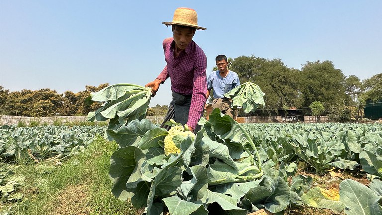 မန္တလေးတိုင်း၊ တံတားဦးမြို့နယ်၊ အင်းဝမြို့ဟောင်းမှ တောင်သူများအား ၂၀၂၄ ခုနှစ်၊ ဖေဖော်ဝါရီလ ၂၀ ရက်နေ့က တွေ့ရစဉ်။ (Photo: RFA)