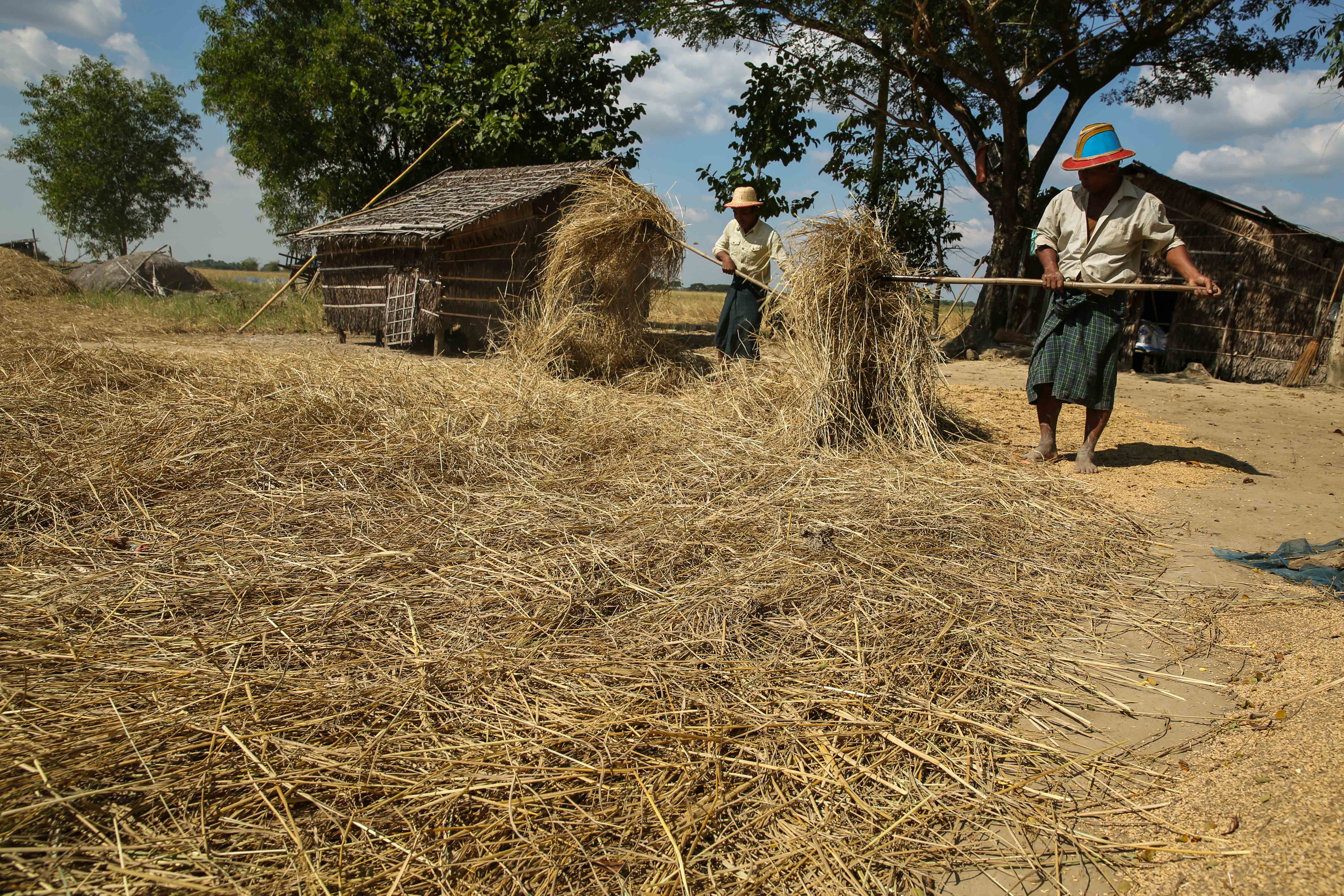 ဒလမြို့နယ်မှာ ဒီဇင်ဘာ ၁၅ ရက်နေ့က ကောက်ရိုးပုံနေတဲ့ လယ်သမားတွေကို   တွေ့ရစဉ်
