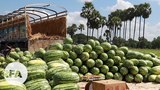 watermelon1-622.jpg