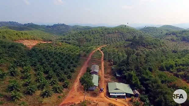 oil-palm-tanintharyi-622.jpg