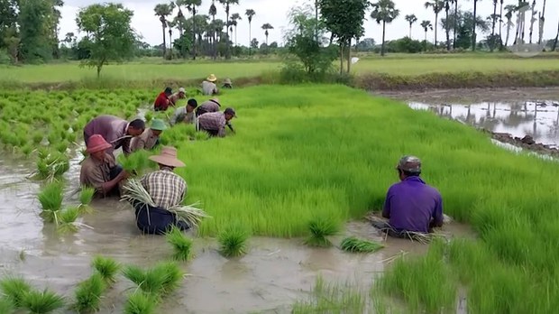 ဆန်ကောင်းရောင်းပြီး ဆန်ကွဲစားနေရတဲ့ စစ်ကိုင်းက လယ်သမားများ ဆန်ကောင်းရောင်းပြီး ဆန်ကွဲစားနေရတဲ့ စစ်ကိုင်းက လယ်သမားများ