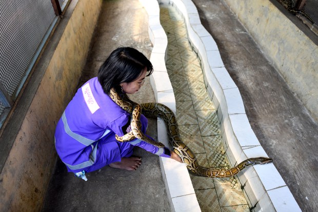 မြွေမင်းသမီး မရွှေလဲ့