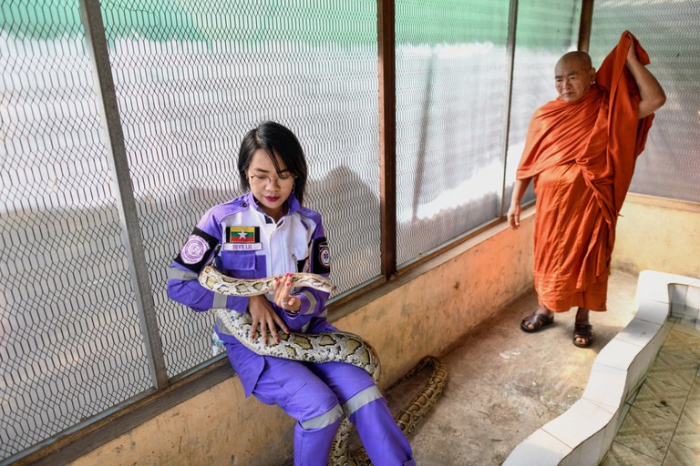 ရွှေမေတ္တာ လူမှုကူညီရေးအသင်း ဥက္ကဋ္ဌ မြွေဖမ်းကျွမ်းကျင်သူ မရွှေလဲ့အား တွေ့ရစဉ်။ (Photo: AFP)