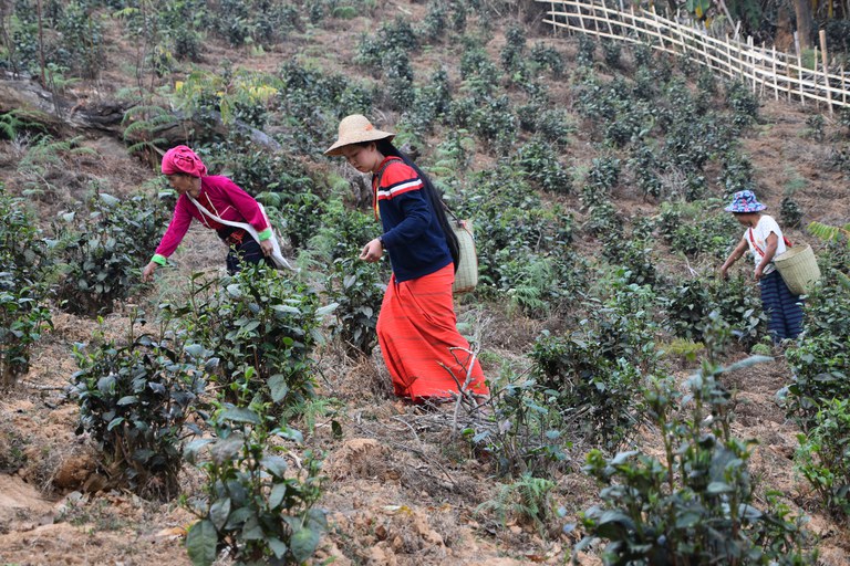 နမ့်ဆန်မြို့နယ် အမ်းမလောက်ရွာက လက်ဖက်ခြံအတွင်း လက်ဖက်ခူးနေသူများကို ၂၀၂၃ ခုနှစ် မတ်လ ၁၃ ရက်နေ့က တွေ့ရစဉ်။ (Photo: RFA)