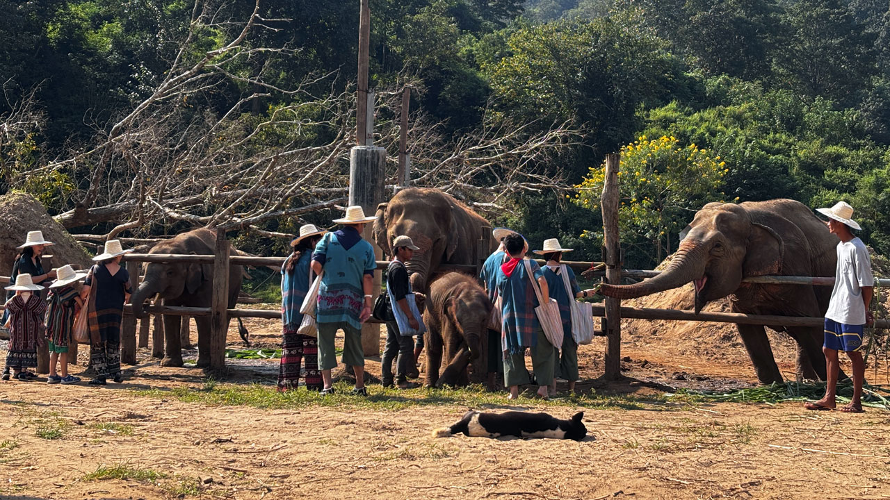 ထိုင်းနိုင်ငံမြောက်ပိုင်း၊ ချင်းမိုင်မြို့၊ ထီထီ (Tee Tee) ဆင်စခန်းသို့ လာရောက်လည်ပတ်သူများအား ၂၀၂၄ ခုနှစ်၊ နိုဝင်ဘာလ ၂၁ ရက်နေ့တွင် တွေ့ရစဉ်။ (Photo: RFA)
