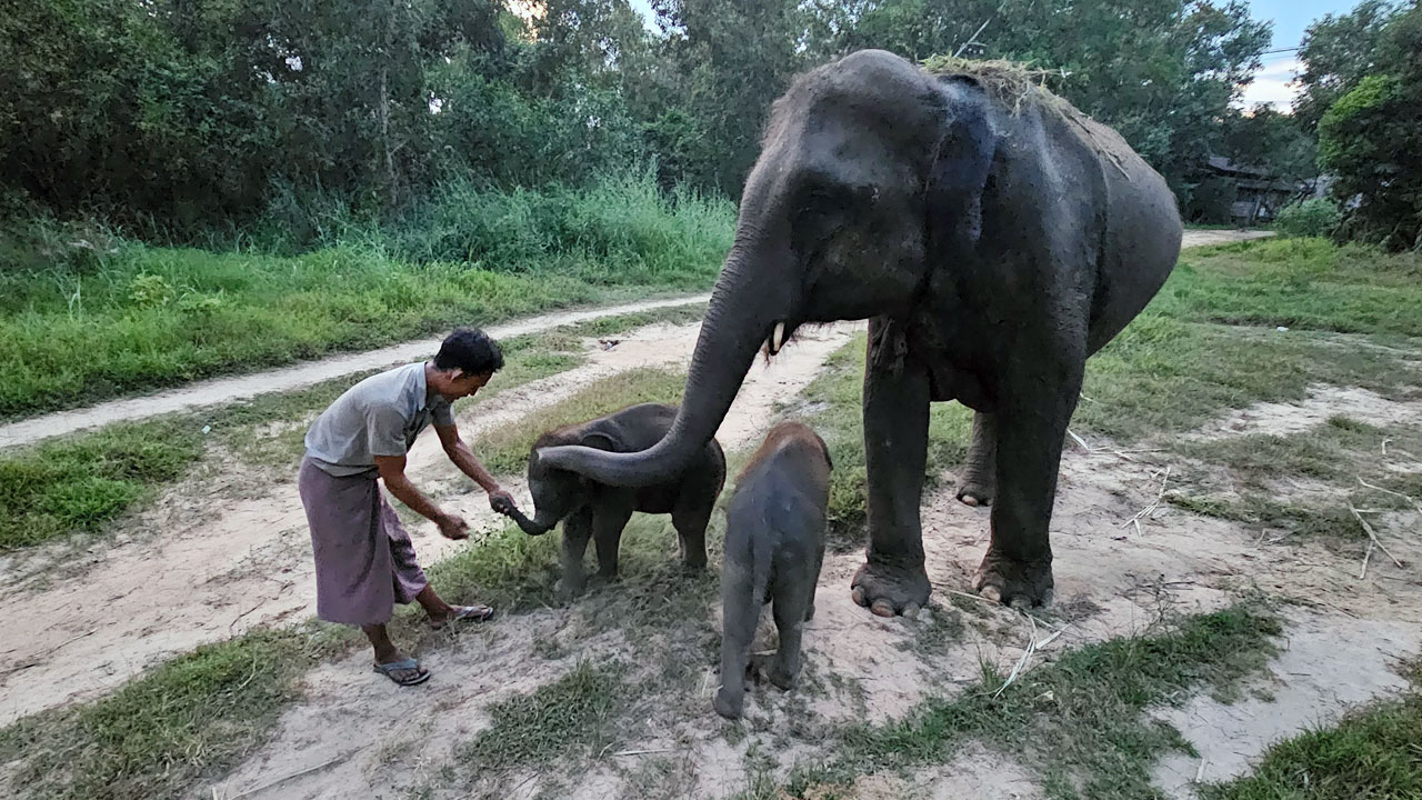 အမြွှာမောင်နှမ ဆင်ပေါက်လေးများဖြစ်ကြသည့် ဆင်မလေး ပုလဲဆင့်နှင့် ဆင်ထီးလေး ကျော်ပုလဲတို့အား ၂၀၂၄ ခုနှစ်၊ အောက်တိုဘာလ ၁၉ ရက်‌နေ့က တွေ့ရစဉ်။ (Photo: RFA)