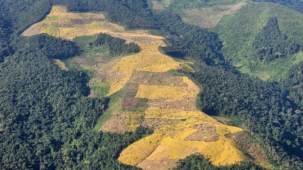 ပိုခက်ခဲလာတဲ့ ချင်းပြည်နယ်က တောင်ယာစပါးစိုက်ပျိုးရေး ပိုခက်ခဲလာတဲ့ ချင်းပြည်နယ်က တောင်ယာစပါးစိုက်ပျိုးရေး