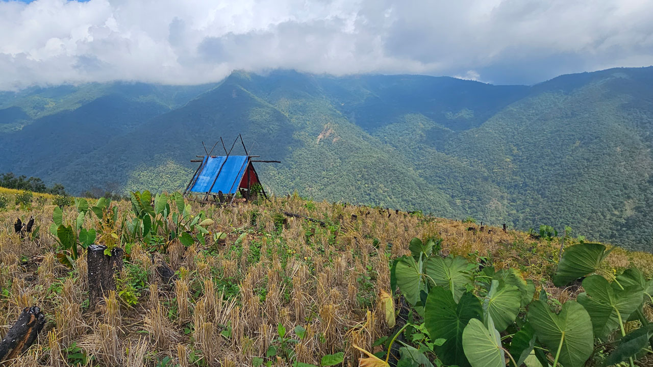 ချင်းပြည်နယ်၊ တီးတိန်မြို့နယ်၊ ငါလ်ဇန်ကျေးရွာမှ တောင်ယာစပါးစိုက်ခင်းတစ်ခုကို ၂၀၂၃ ခုနှစ်၊ နိုဝင်ဘာလ ၁၀ ရက်နေ့က တွေ့ရစဉ်။ (Photo: RFA)