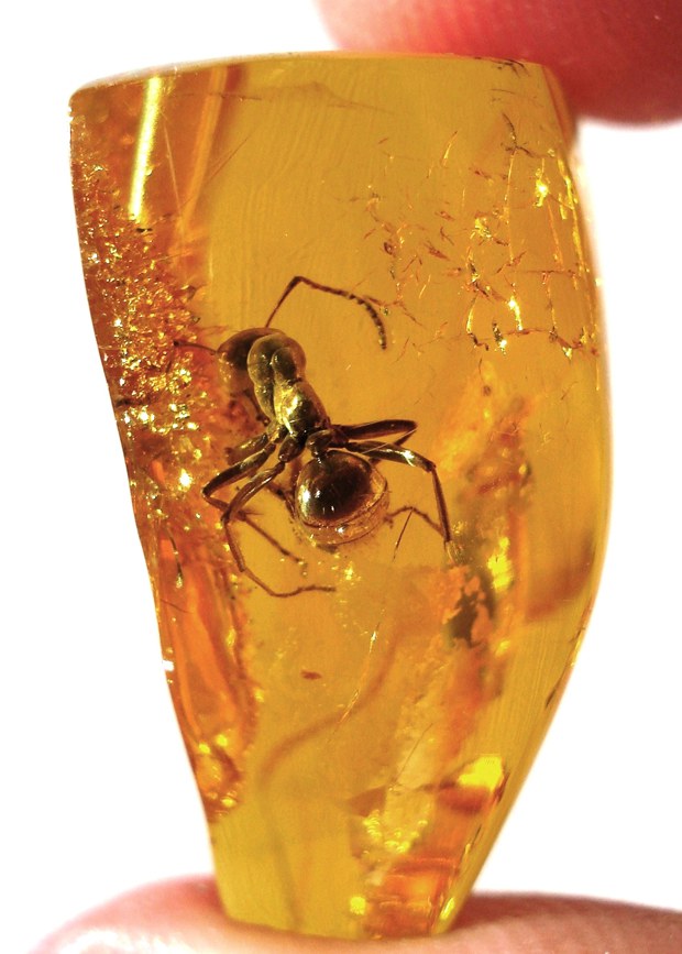 amber-stone-620.jpg