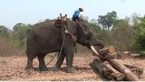elephant-622.jpg