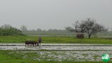 rakhine-land-620
