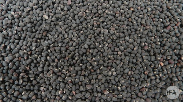 bean-622.JPG