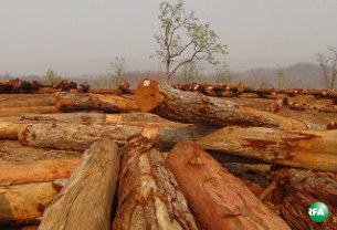 Logging-305.jpg Logging-305.jpg