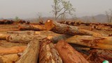Logging-305.jpg