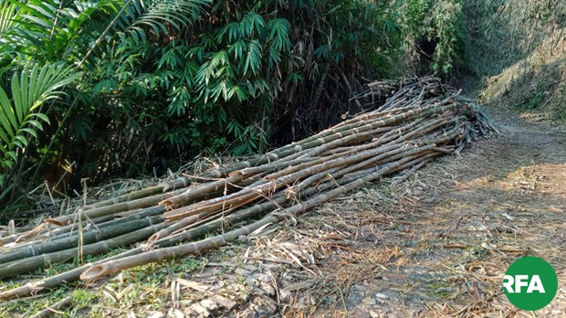 chipwi-bamboo-622.jpg