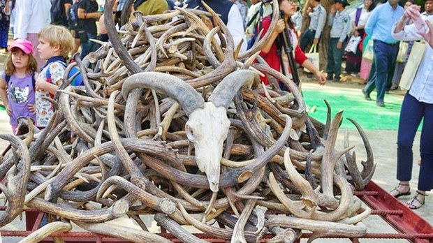 တောရိုင်းတိရစ္ဆာန် တရားမဝင် ရောင်းချမှု မြင့်တက်လာတယ်လို့ WWF ထုတ်ပြန်