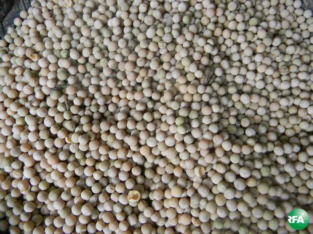bean-620.jpg bean-620.jpg