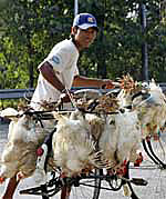 Bird_Flu_150_A.jpg Bird_Flu_150_A.jpg