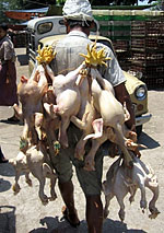 chicken_vendor_150px.jpg chicken_vendor_150px.jpg