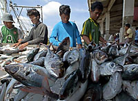 burmese_fish_workers_200px.jpg burmese_fish_workers_200px.jpg
