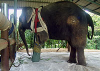 landmine_elephant_200px.jpg landmine_elephant_200px.jpg