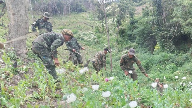 တီးတိန်က ဘိန်းစိုက်ခင်းတွေကို ဒေသကာကွယ်ရေးတပ်တွေ ဖျက်ဆီး တီးတိန်က ဘိန်းစိုက်ခင်းတွေကို ဒေသကာကွယ်ရေးတပ်တွေ ဖျက်ဆီး