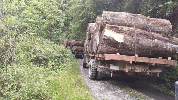 kachin-logging-622.jpg