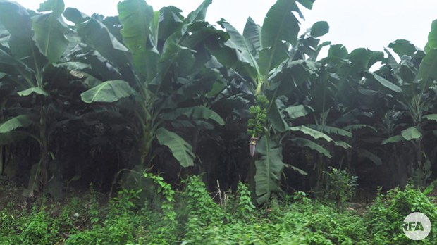tissue-banana-622.jpg tissue-banana-622.jpg