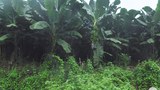 tissue-banana-620.jpg