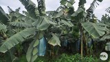 tissue-banana-622.jpg