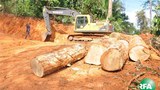 logging-305.jpg