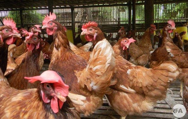 dawei-h5n1-622.jpg