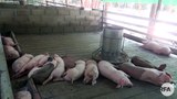 pig-622.jpg