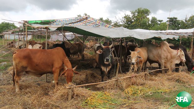 cows-620.jpg cows-620.jpg