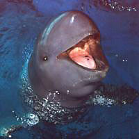 irrawaddy-dolphin_200px.jpg irrawaddy-dolphin_200px.jpg