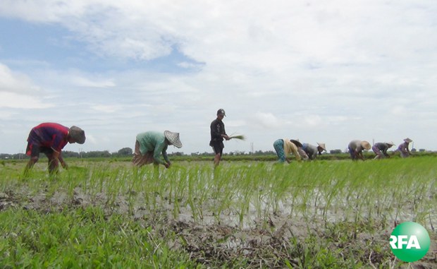 farmers-rakhine-620.jpg