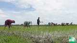 farmers-rakhine-620.jpg