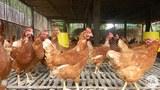 chicken-622.jpg