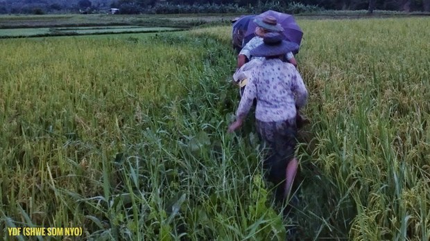 ထီးလင်းမြို့နယ် ပုဏ္ဏားရွာက ဒေသခံကိုးဦး ဖမ်းဆီးခံရ ထီးလင်းမြို့နယ် ပုဏ္ဏားရွာက ဒေသခံကိုးဦး ဖမ်းဆီးခံရ