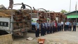 illegal-logging-620.jpg