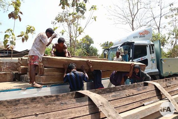 illegal-logging-mon-620.jpg illegal-logging-mon-620.jpg