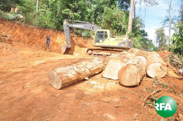 illgeal-logging-620.jpg illgeal-logging-620.jpg