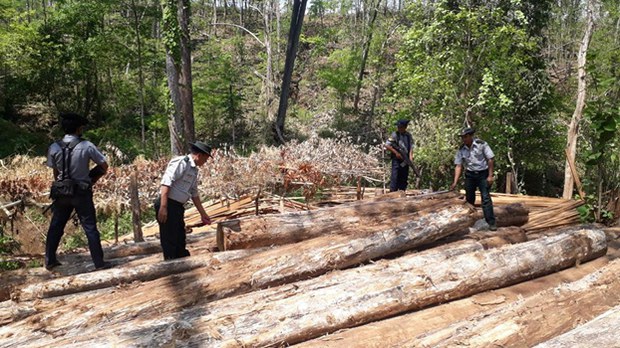 illegal-wood-622.jpg illegal-wood-622.jpg