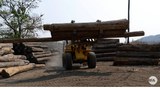 logging-622.jpeg
