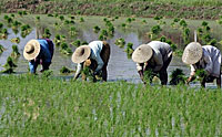farmers_planting_200px.jpg farmers_planting_200px.jpg