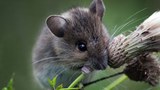 mouse-305.jpg