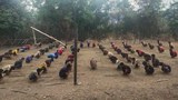 စစ်ကောင်စီကို ပေါင်းတိုက်ဖို့ ချင်းပြည်နယ်က လက်နက်ကိုင်တွေ မဟာမိတ်ဖွဲ့
