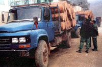 uwsa_timber_200px.jpg