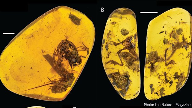 amber-stone-622.jpg
